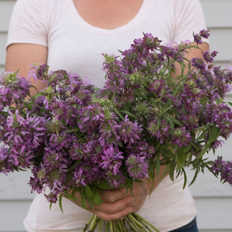 200+ Monarda Lemon Mint seeds
