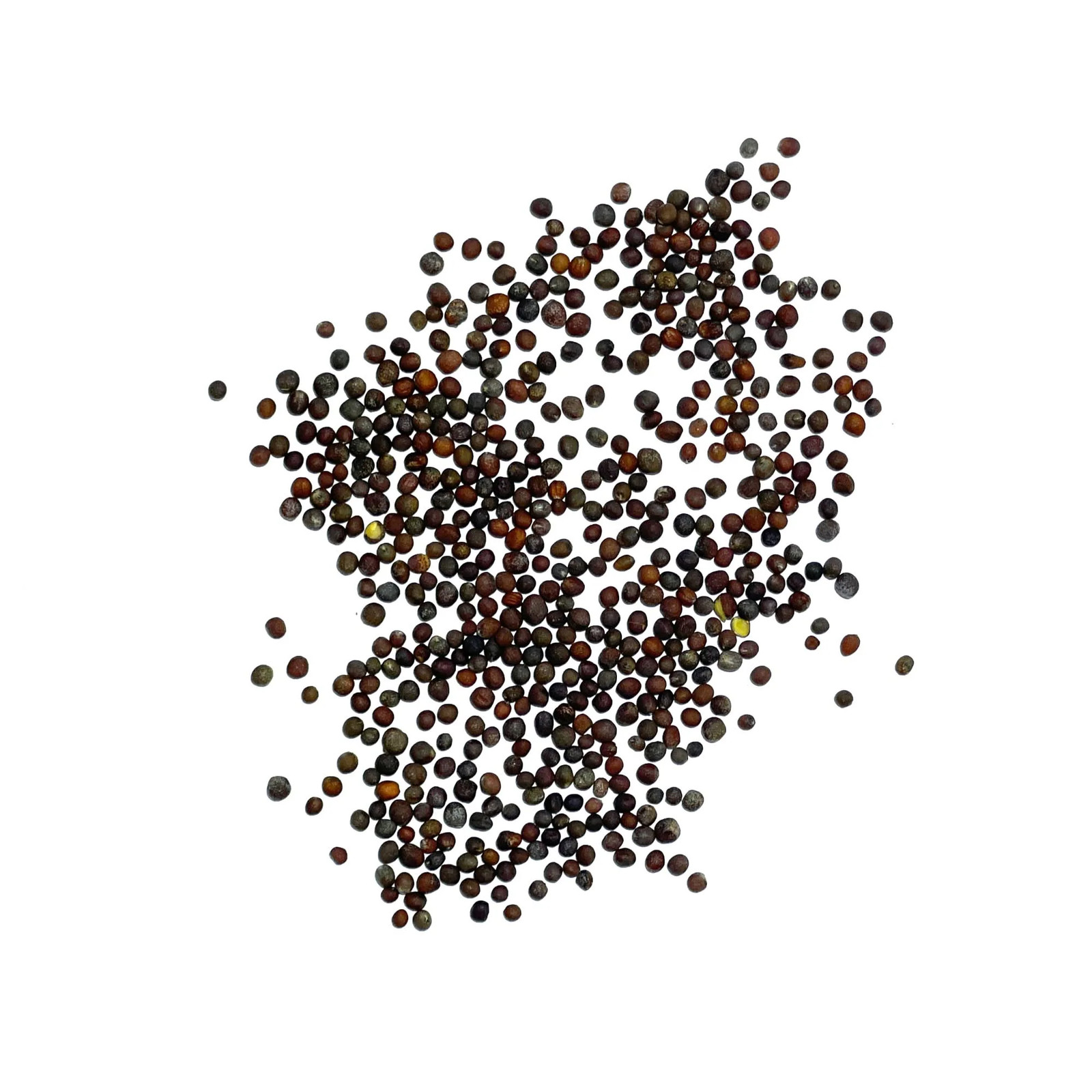 Waltham 29 Broccoli Seeds For Planting (Brassica oleracea)