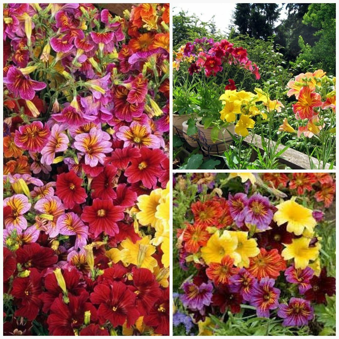 301+PAINTED TONGUE MIX Seeds Cut Flowers Sun Shade Garden Container Fast Easy