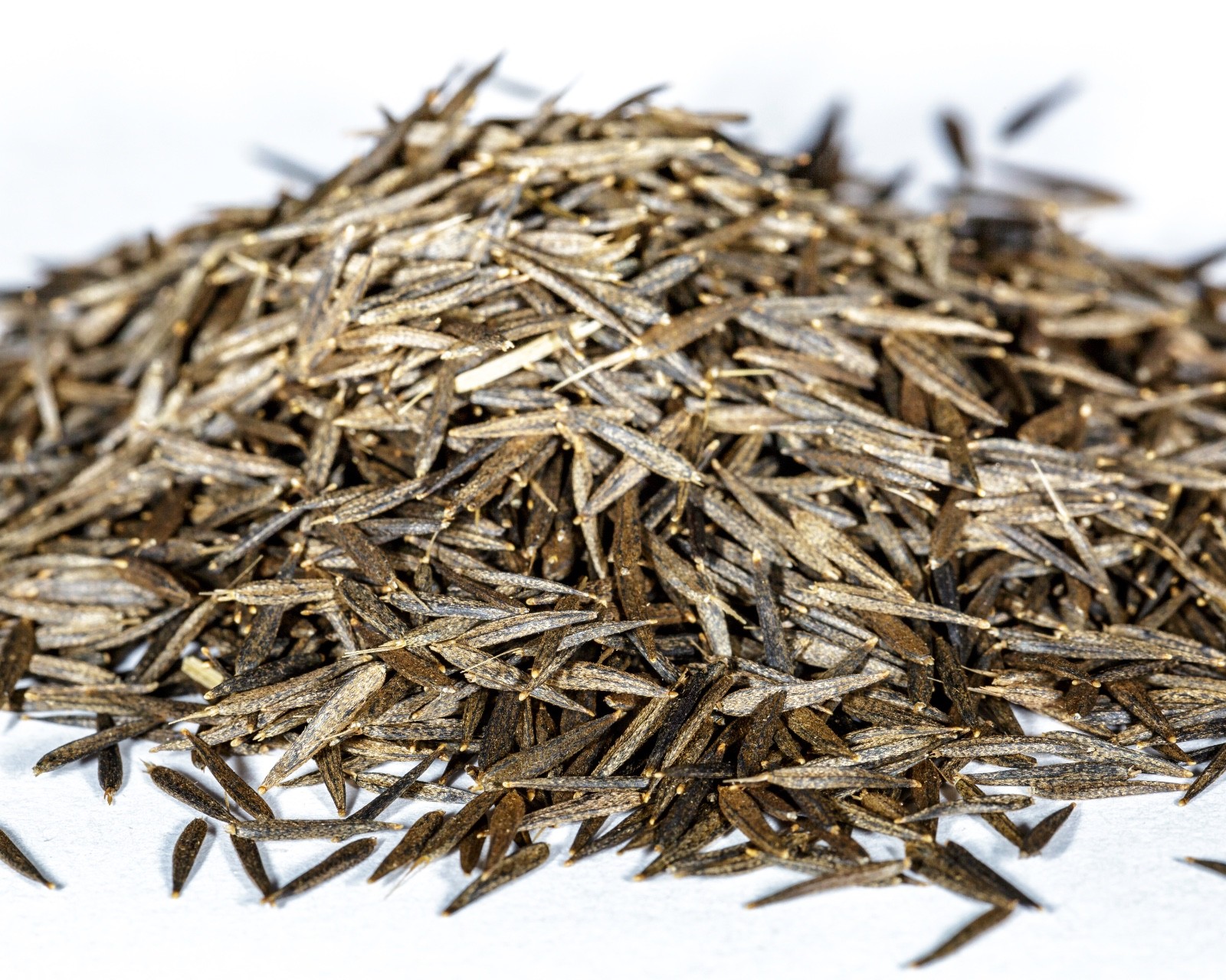 Huacatay Seeds Black Mint Tagetes minuta Flavorful Herb