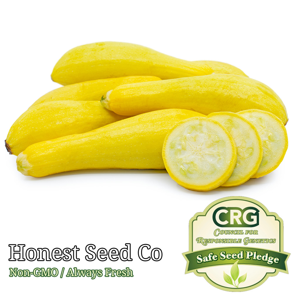 Straightneck Squash Seeds | Non-GMO | Heirloom | Fresh Garden Seeds USA
