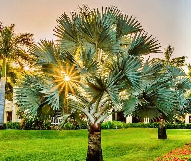 Mexican Blue Hesper Palm Tree Seeds ~ Brahea Armata ~ Mexican Blue Palm Tree ~