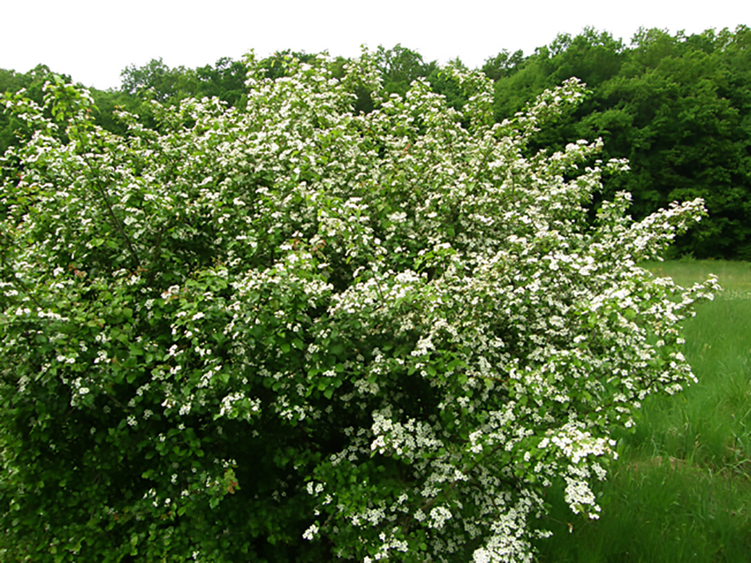 English Hawthorn, Crataegus laevigata, Tree Seeds