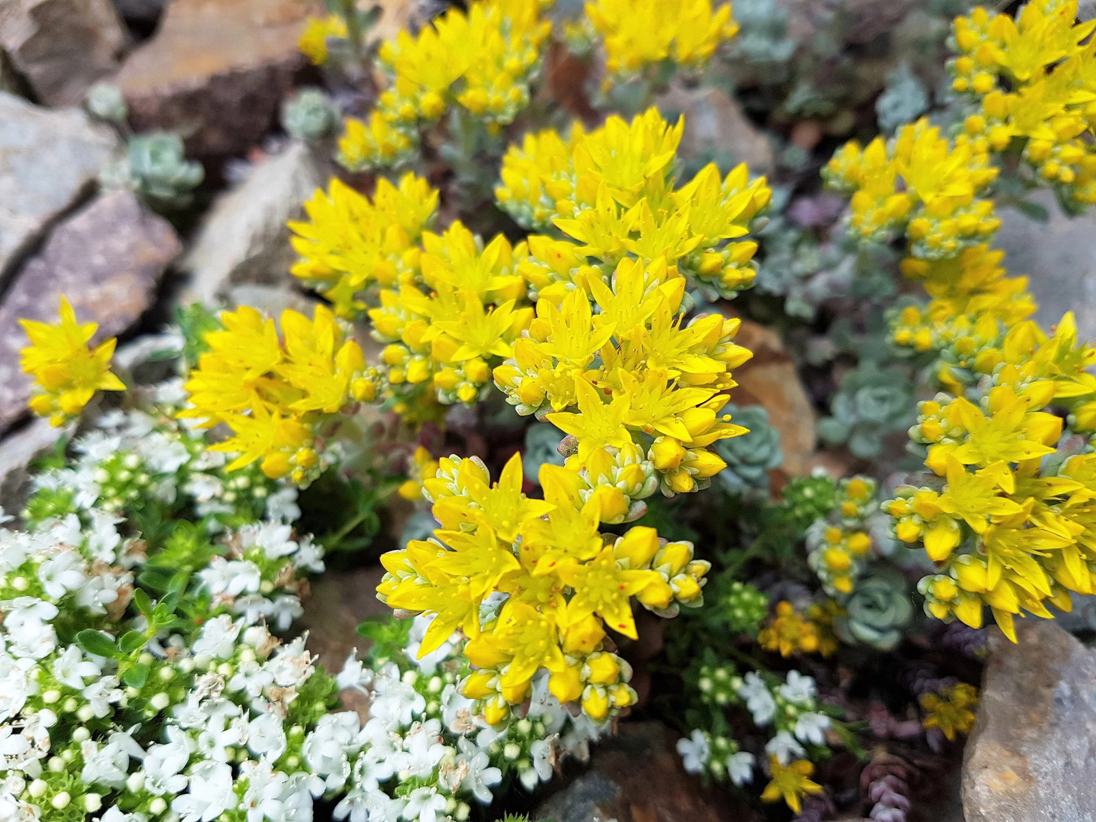50 OREGON STONECROP Sedum Oreganum Bronze Orange Red Native Yellow Flower Seeds