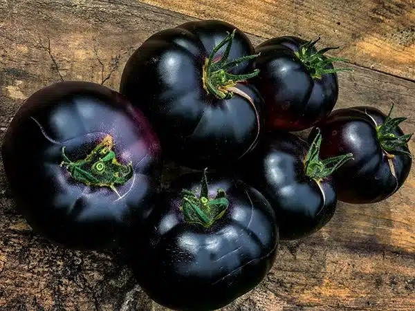 120+ Black Beauty Tomato Seeds —————– HEIRLOOM