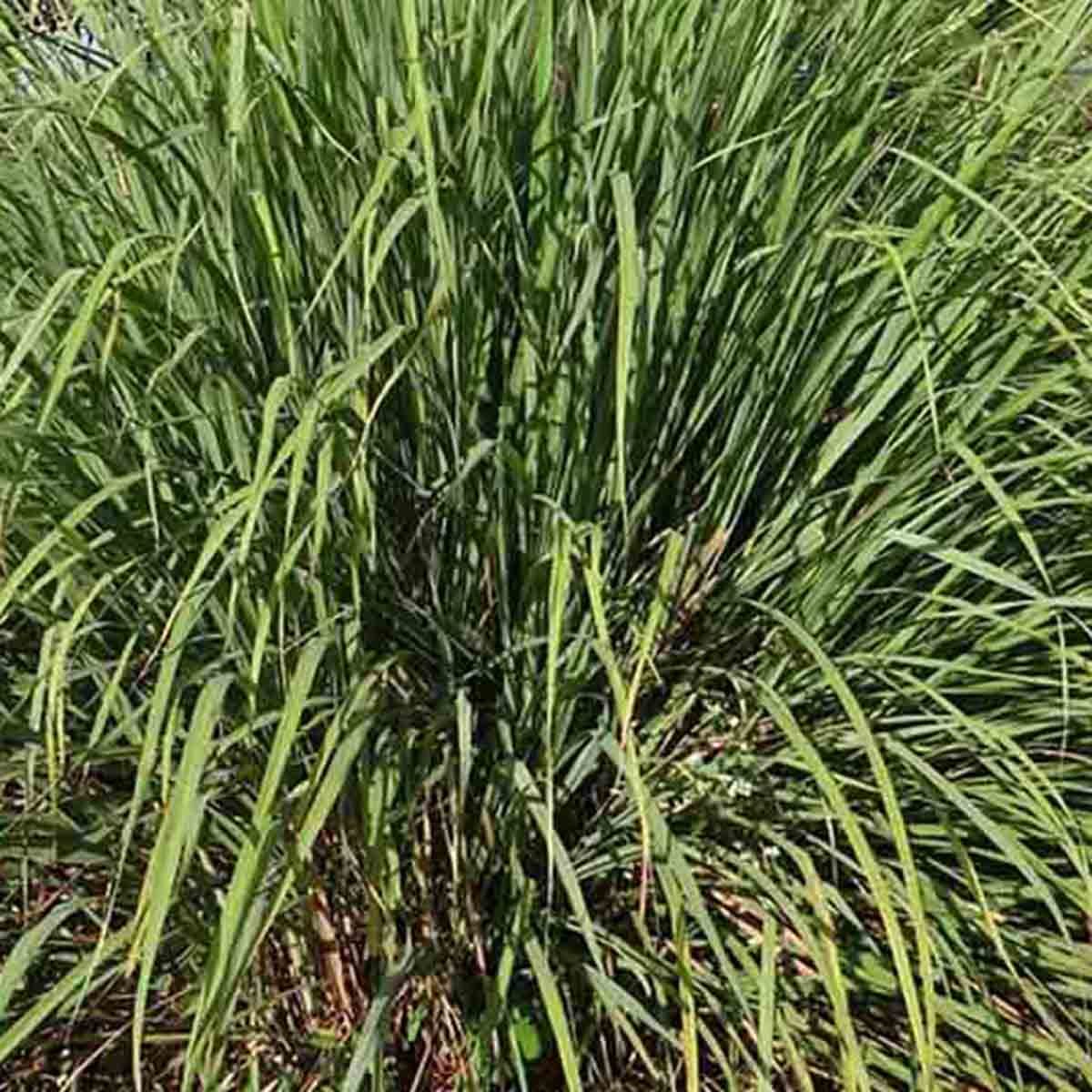 LEMONGRASS 400+ SEEDS LEMON GRASS MOSQUITO INSECT REPELLENT FRESH NON-GMO USA