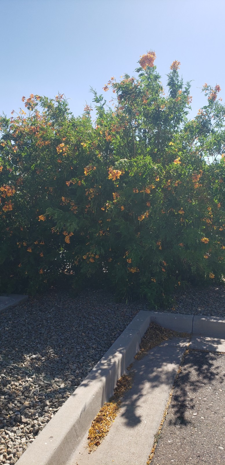 (25) Orange Jubilee (Tecoma Stans) Seed Flowering Shrub Seeds Drought-resistant