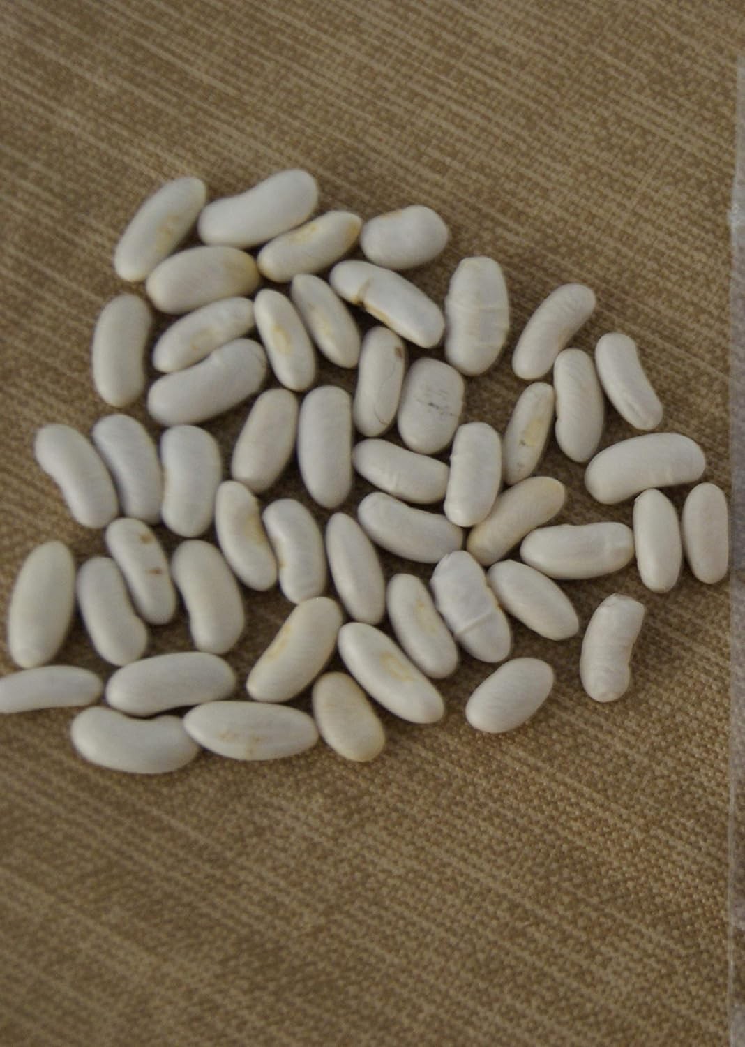 Blue Lake Bush 274 Green Bean 1 lb. Heirloom Heavy‑Yielding Crisp Texture