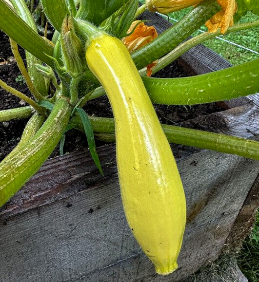 Early Prolific Straightneck Summer Squash Seeds – 25 Seeds