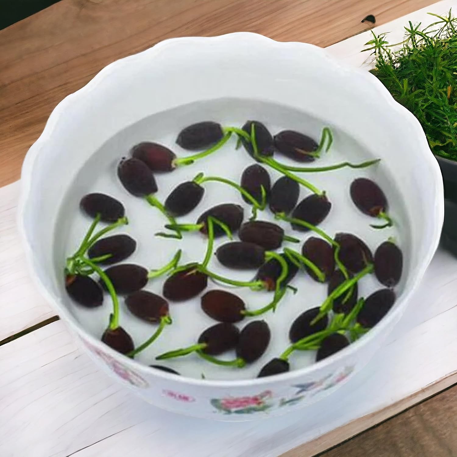 Lotus Seeds 15pcs Pink Red Green Color for Planting Beautiful Water Bowl