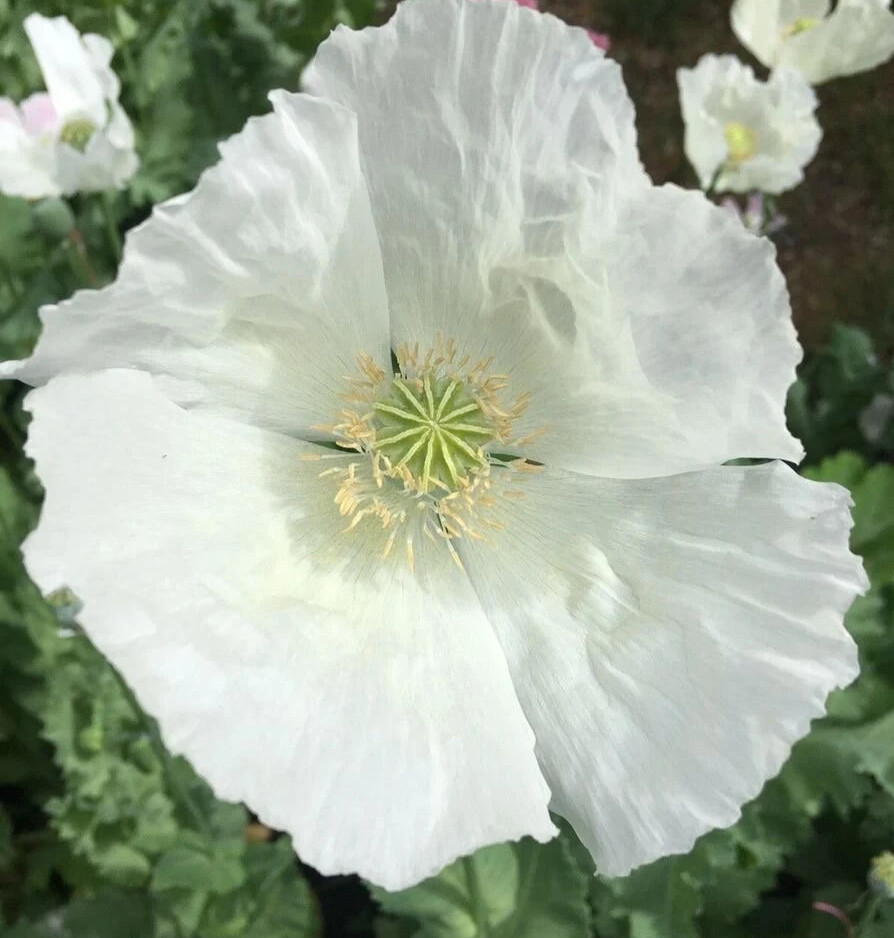 1,000 Burma White Poppy Seeds – P. Somniferum – Very Rare – Limited Quantity