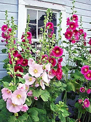 Hollyhock Seeds for Planting, Mixed Colors – 100+ Seeds – Long Blooming Period i
