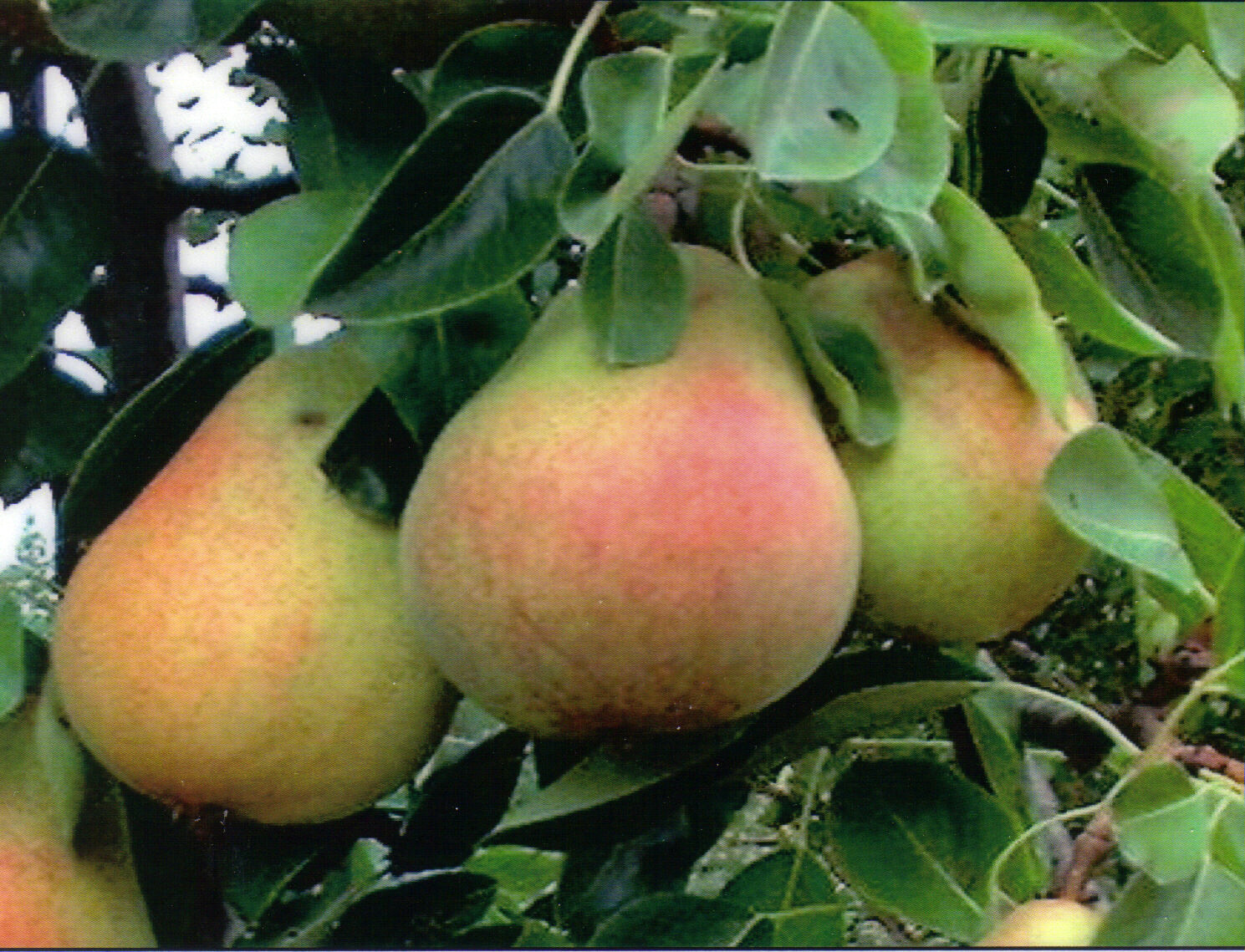 Bartlett Pear, Pyrus communis, ‘Bartlett’, Tree Seeds (Fast, Edible, Fall Color)