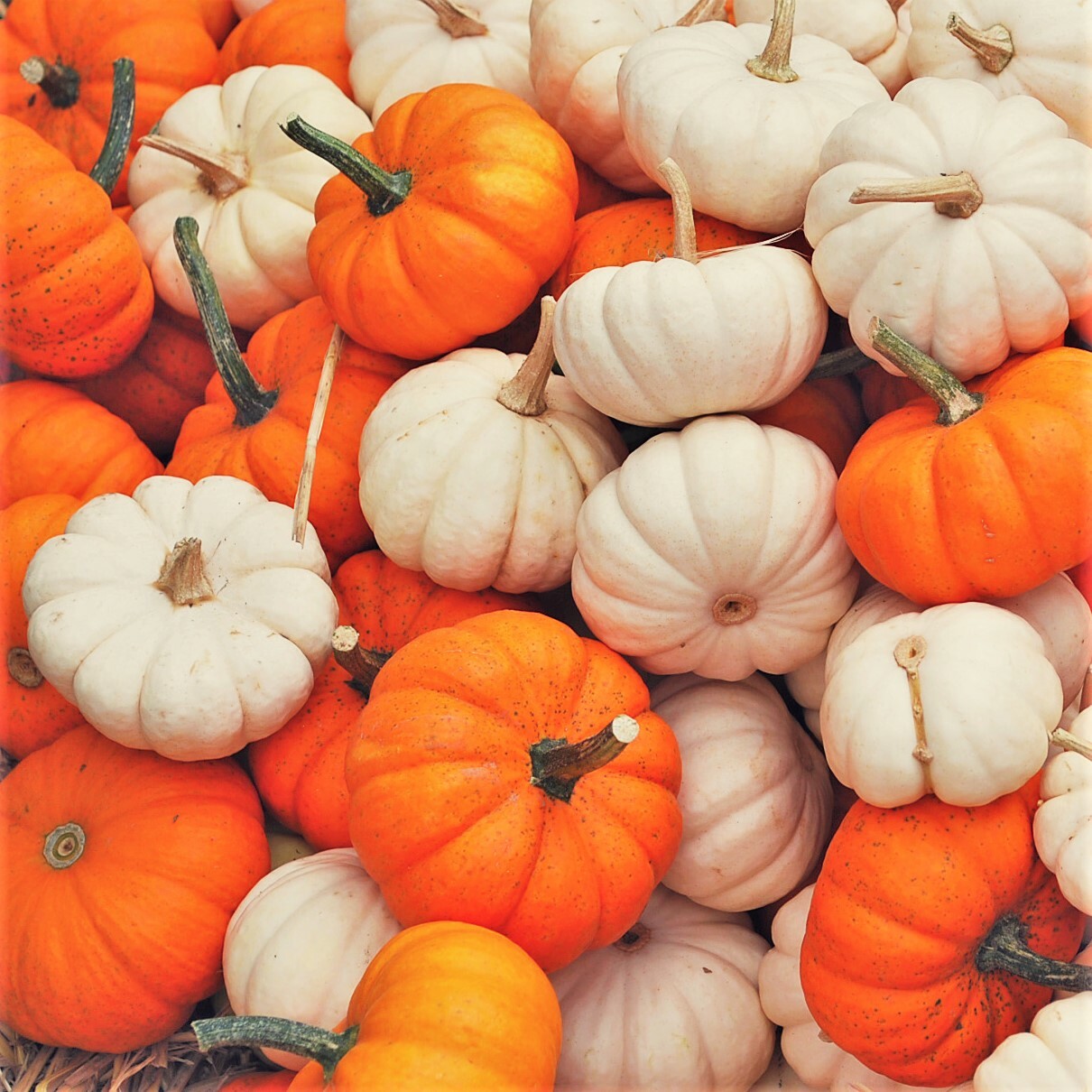 Mini Mix Pumpkin Seeds | White and Orange Untreated Baby Boo Little Seed 2023