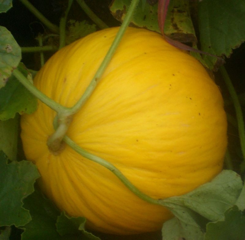 Crenshaw Melon Seeds! SWEET YELLOW VARIETY! COMB. S/H! SEE MY STORE!