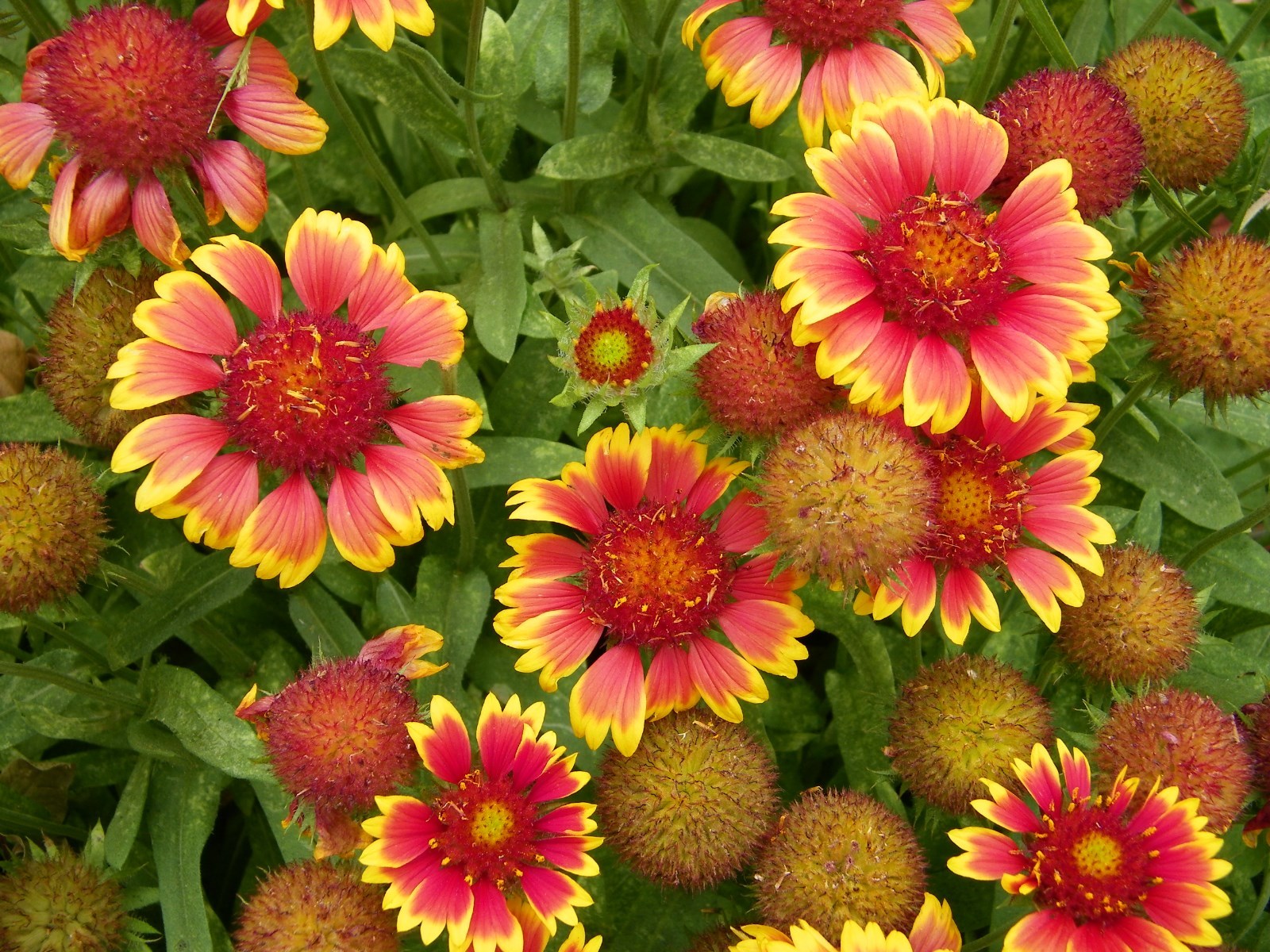 200+INDIAN BLANKET FLOWER Seeds Annual Native Wildflower Drought Heat Container