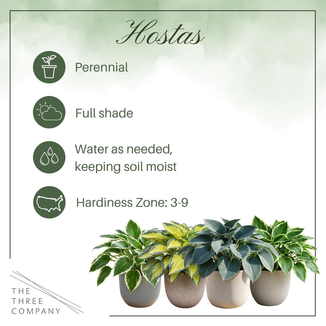 Hosta Plants First Frost Variety, 3 Per Pack, 10″ Tall, 1 Qt Pot