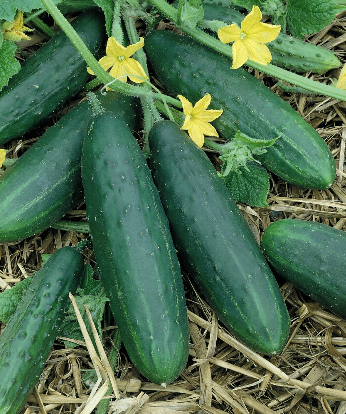 Spacemaster Cucumber Seeds 60+ Ct Vegetable Garden Ct NON-GMO USA FREE SHIPPING
