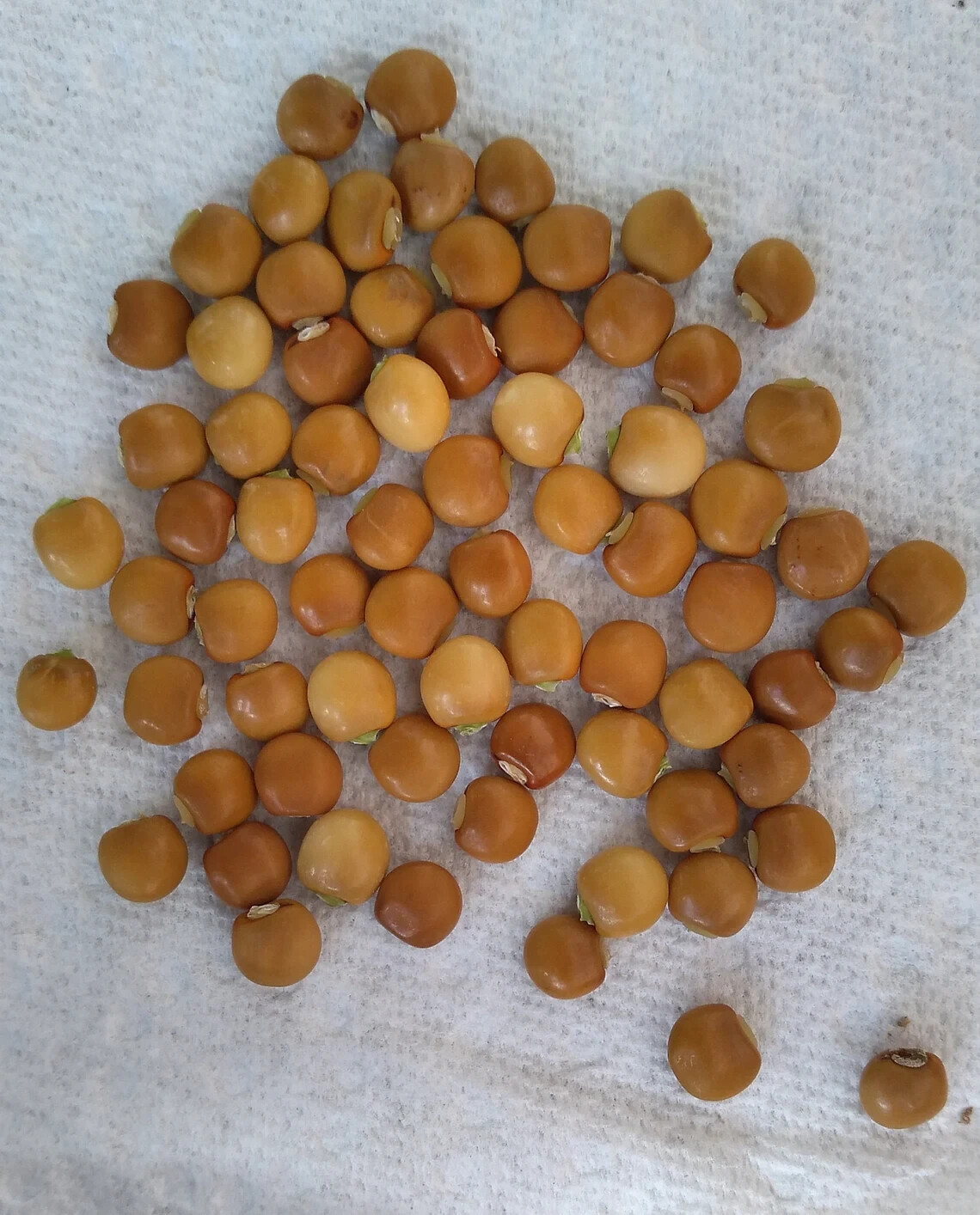 25 Seeds White Pigeon Peas, Cajanus cajan, Gandules seeds, Nitrogen fixing plant