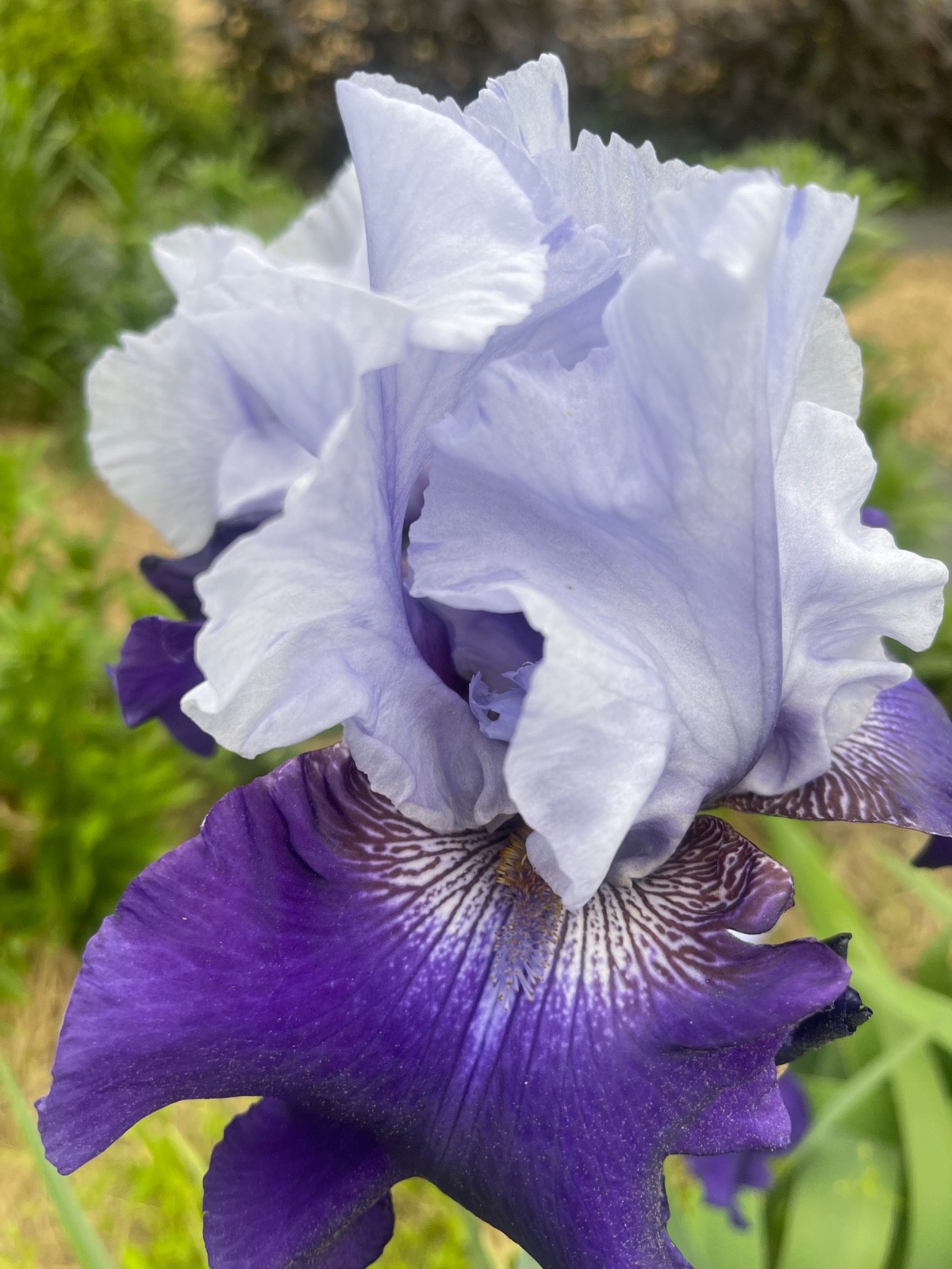 10 Fresh Dug Iris Rhizomes – Mixed Colors & Varieties