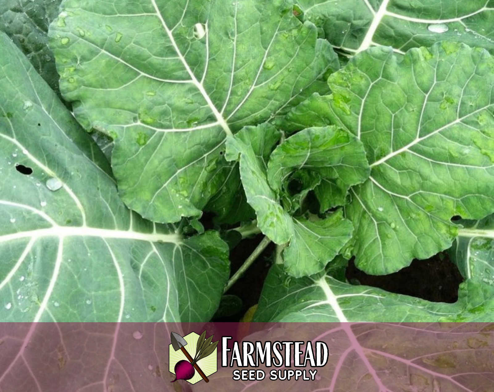 2,700+ Collard Seeds [Morris Heading] Vegetable Gardening, Heirloom, Non-GMO