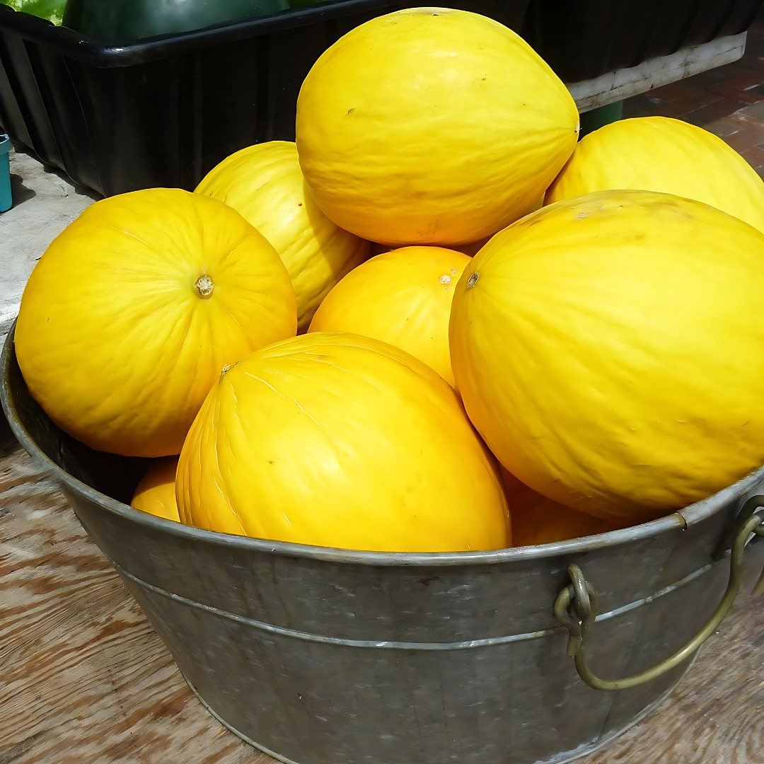 Fresh Delicious Crenshaw Melon Seeds | Yellow | Heirloom Non-GMO | Fruit Seeds