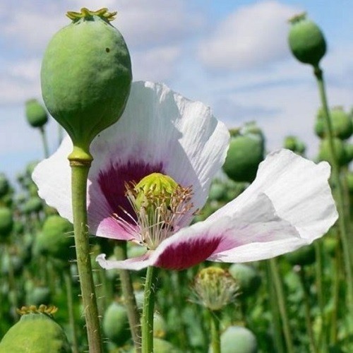 20,000+ Untreated, Organic Tasmanian Papever Somniferum Poppy Seeds for Planting