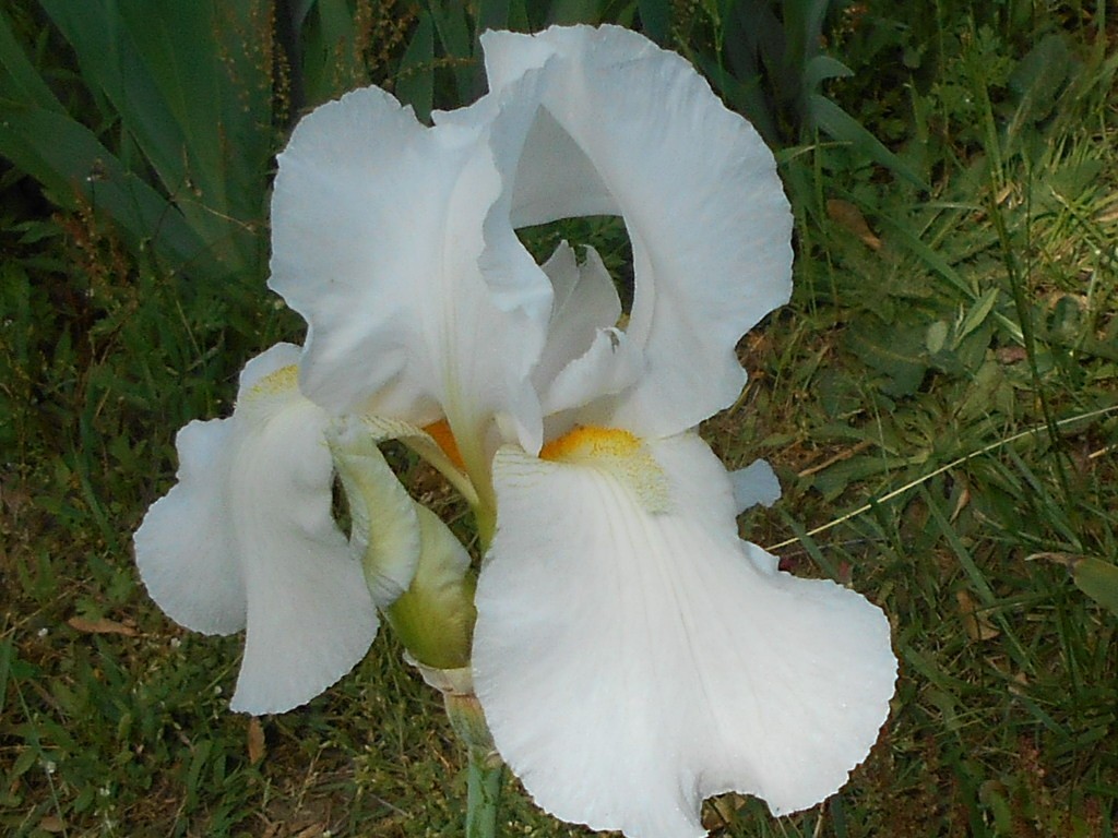 3 Tall Bearded Iris, White with Yellow Beards, Large Flowers, Fragrant