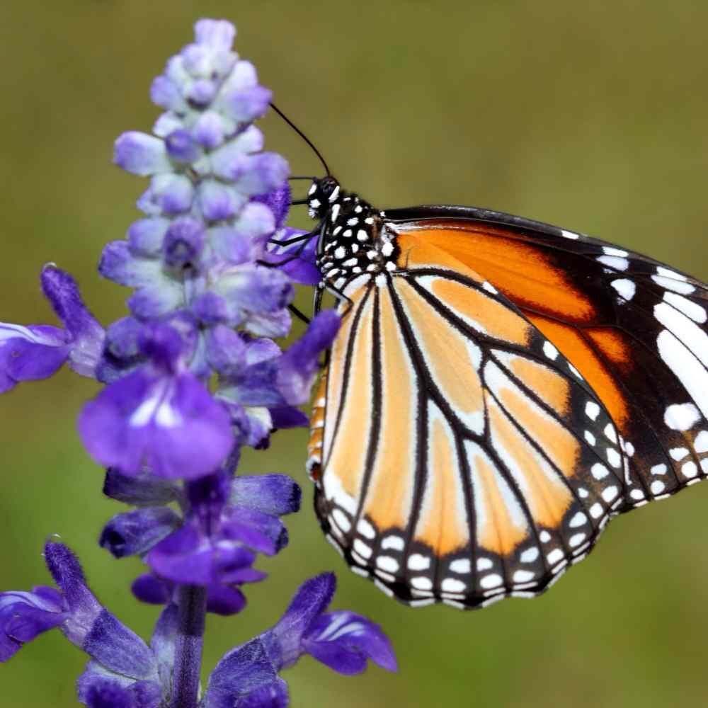 800+ HYSSOP SEEDS – officinalis Perennial Hummingbird Plant & Medicinal Non-GMO