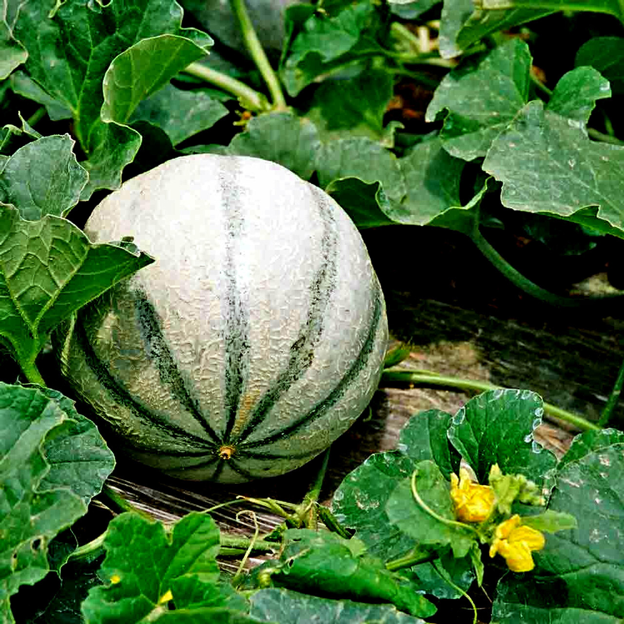 20 Charentais Melon Cantaloupe Seeds NON~GMO Organic Garden French Hybrid Plant