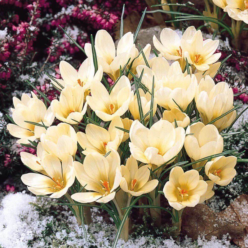 25pc CROCUS SAFFRON SEEDS Garden Plant Flower exotic USA seller FREE shipping