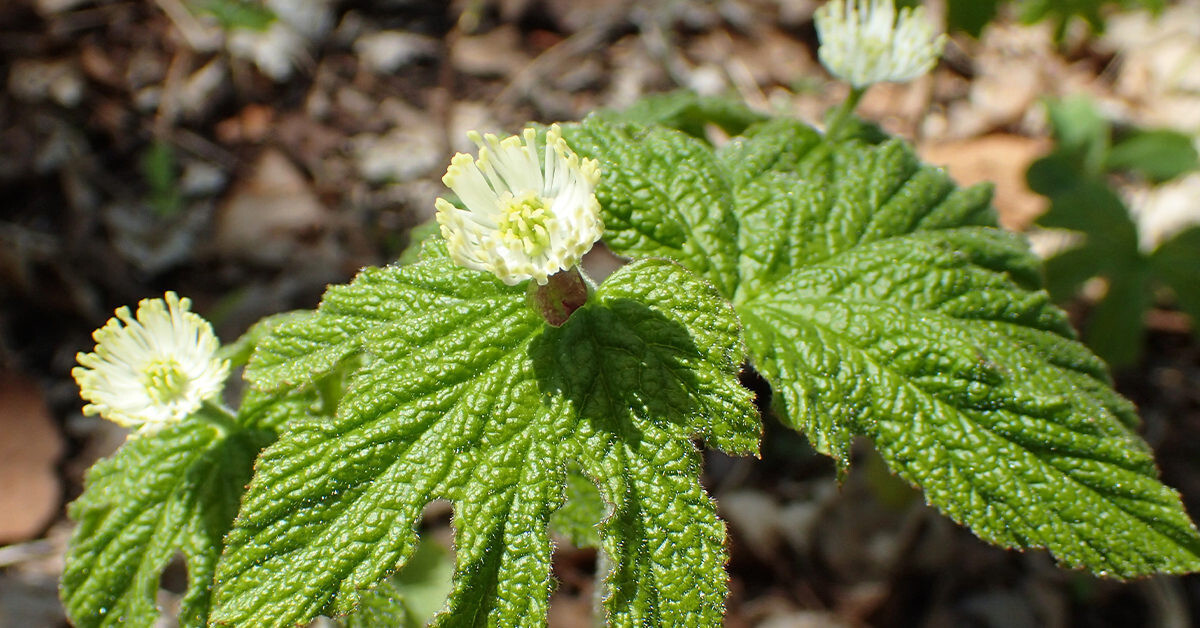 10 Goldenseal roots for planting ~Woodland Gardens ~Winter Hardy ~live bare root