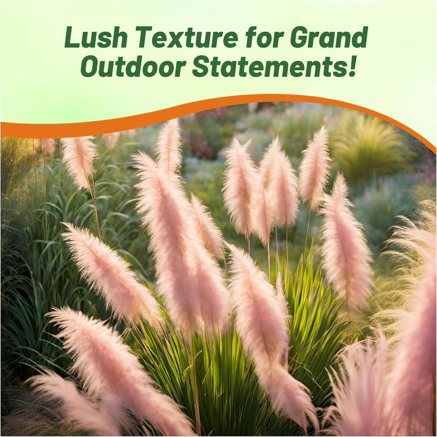1000 Seeds Pink Pampas Drought Tolerant Ornamental Grass Plants Seed For