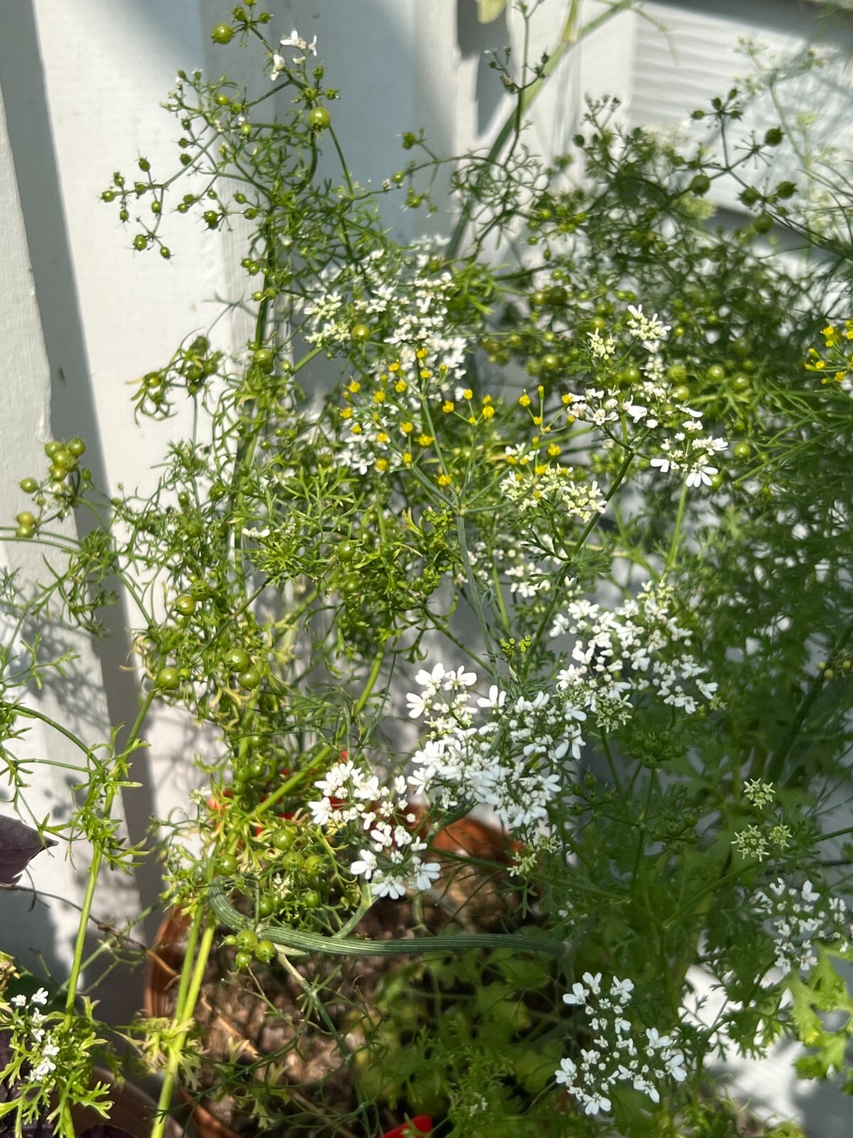 50 Count Cilantro Coriander Seeds – NON-GMO / Heirloom – Free Shipping