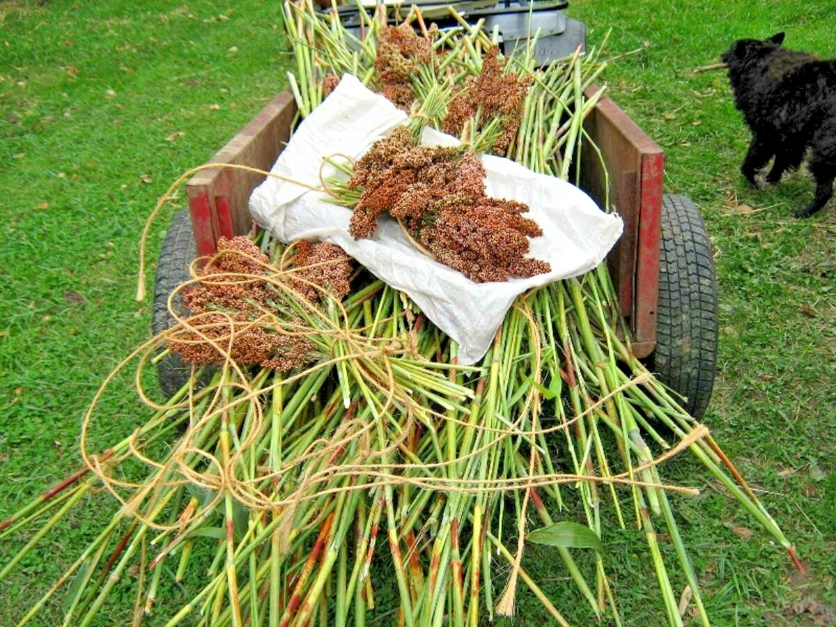 400+ROX ORANGE Sweet SORGHUM Seeds Organic Sugar Native Waconia Natural Syrup