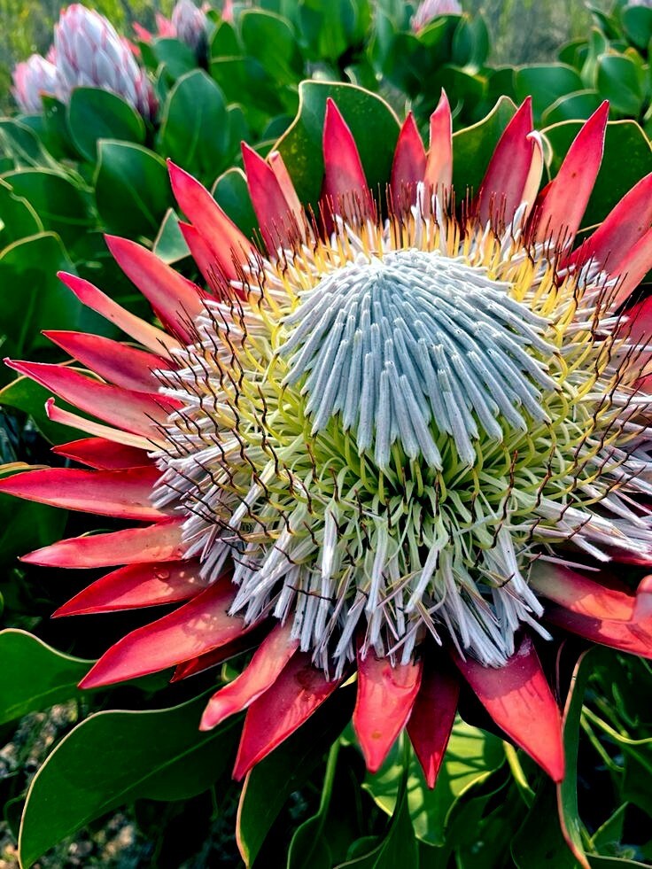 5 KING PROTEA CYNAROIDES SEEDS *GIANT 12″ FLOWERS* Rare Exotic Garden Plant