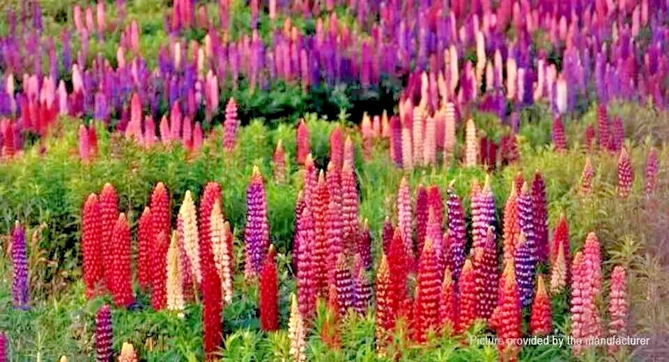 50+LUPINE RUSSELL MIX Seeds Native Wildflower Pollinators Cut Flowers Perennial