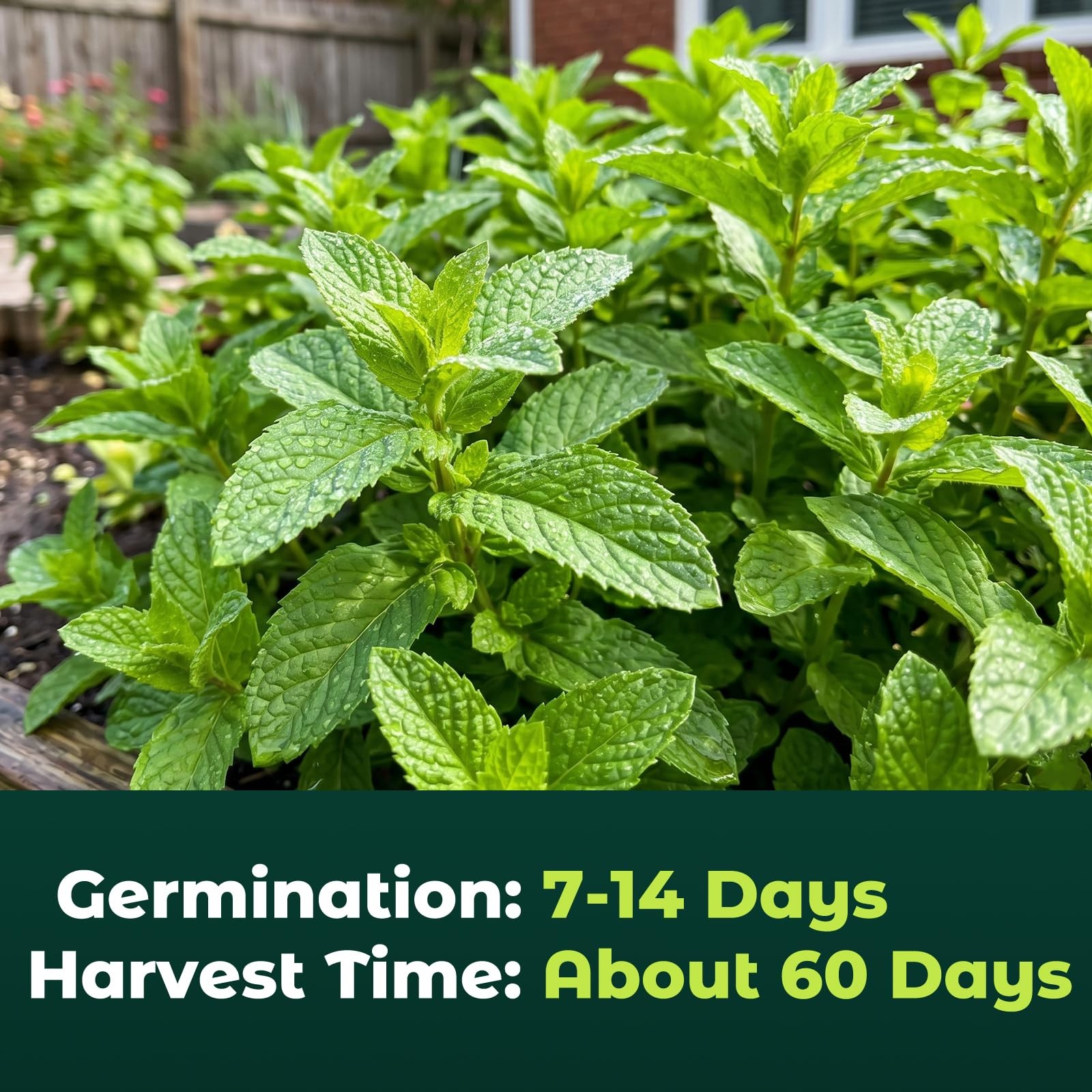 3000 Peppermint Seeds Planting Indoor Outdoor Heirloom Non GMO Herb Garden