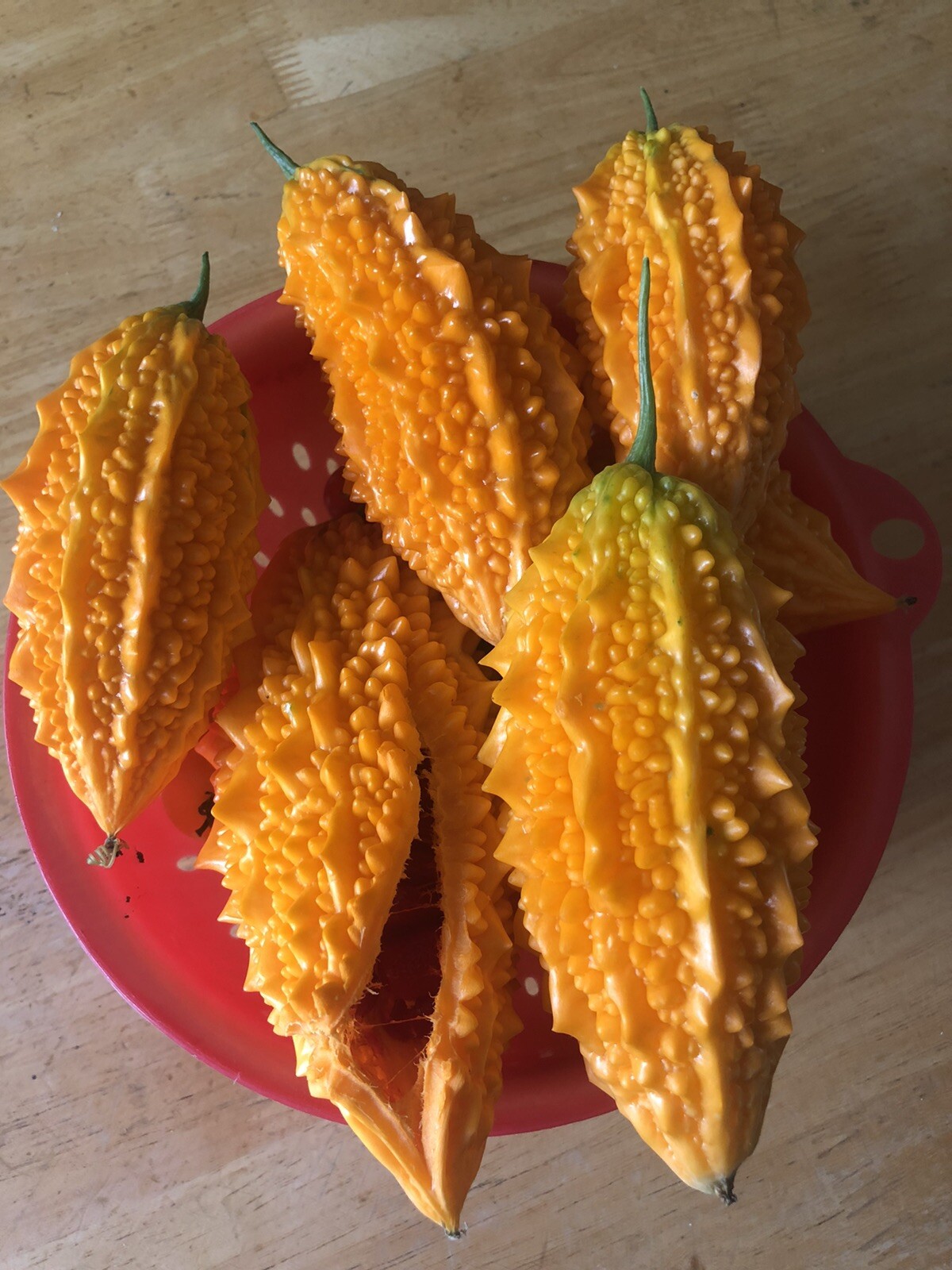 Bitter Melon, Gold Bell , Sweet Bitter Gourd (50 Seeds)