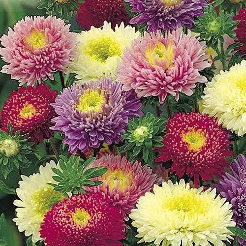 250+ Powder Puff Aster Seeds – Rainbow Mix – Chrysanthemum – Fresh Cut Flowers