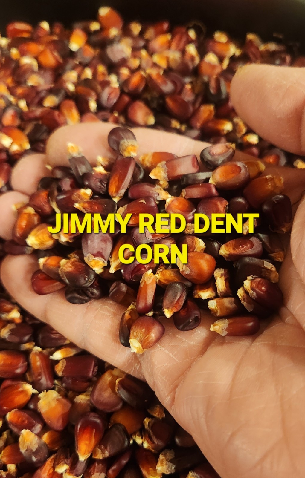 Jimmy Red Corn – Heirloom Dent Corn For Seed or Milling – 1 Pound