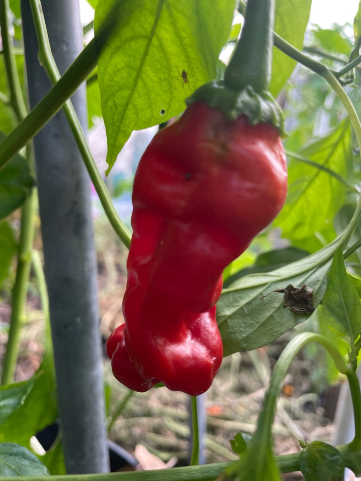40+ Rare Red Authentic Penis Peter Pepper Seeds. Hot Heirloom Non Gmo