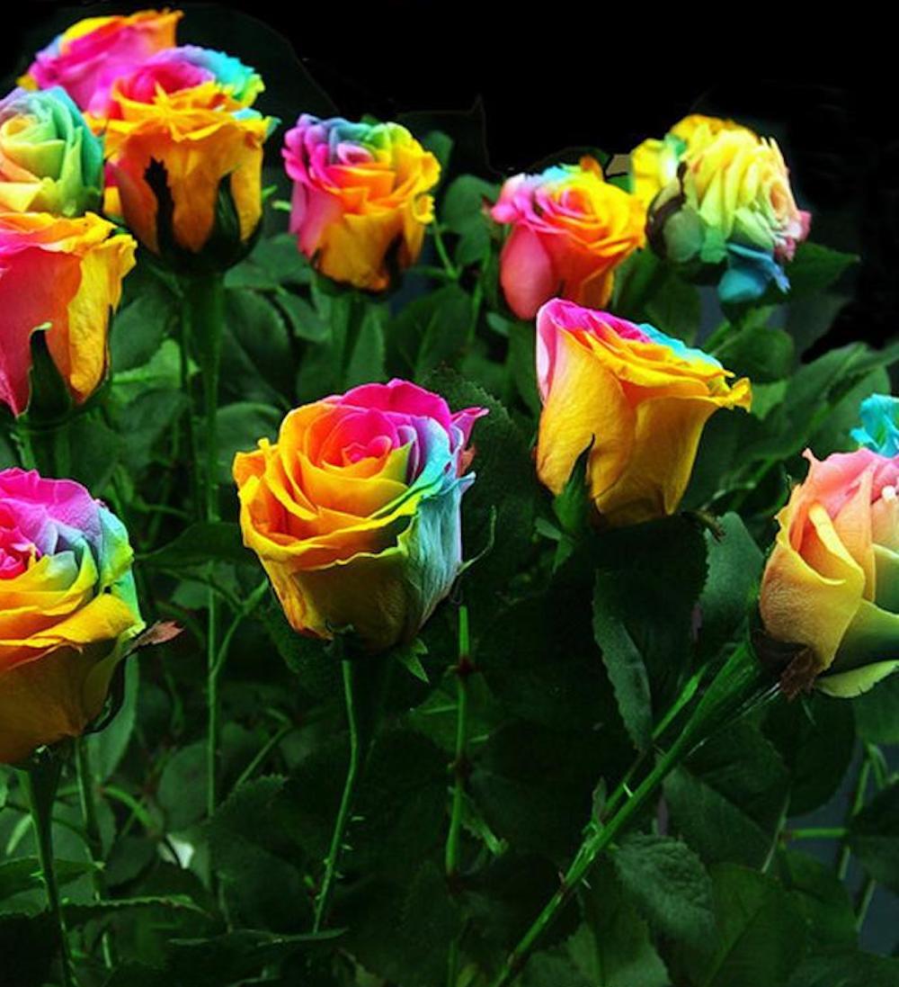 20 EXOTIC RARE RAINBOW ROSE SEEDS garden flower plant bush diy Rosas hybrid tea
