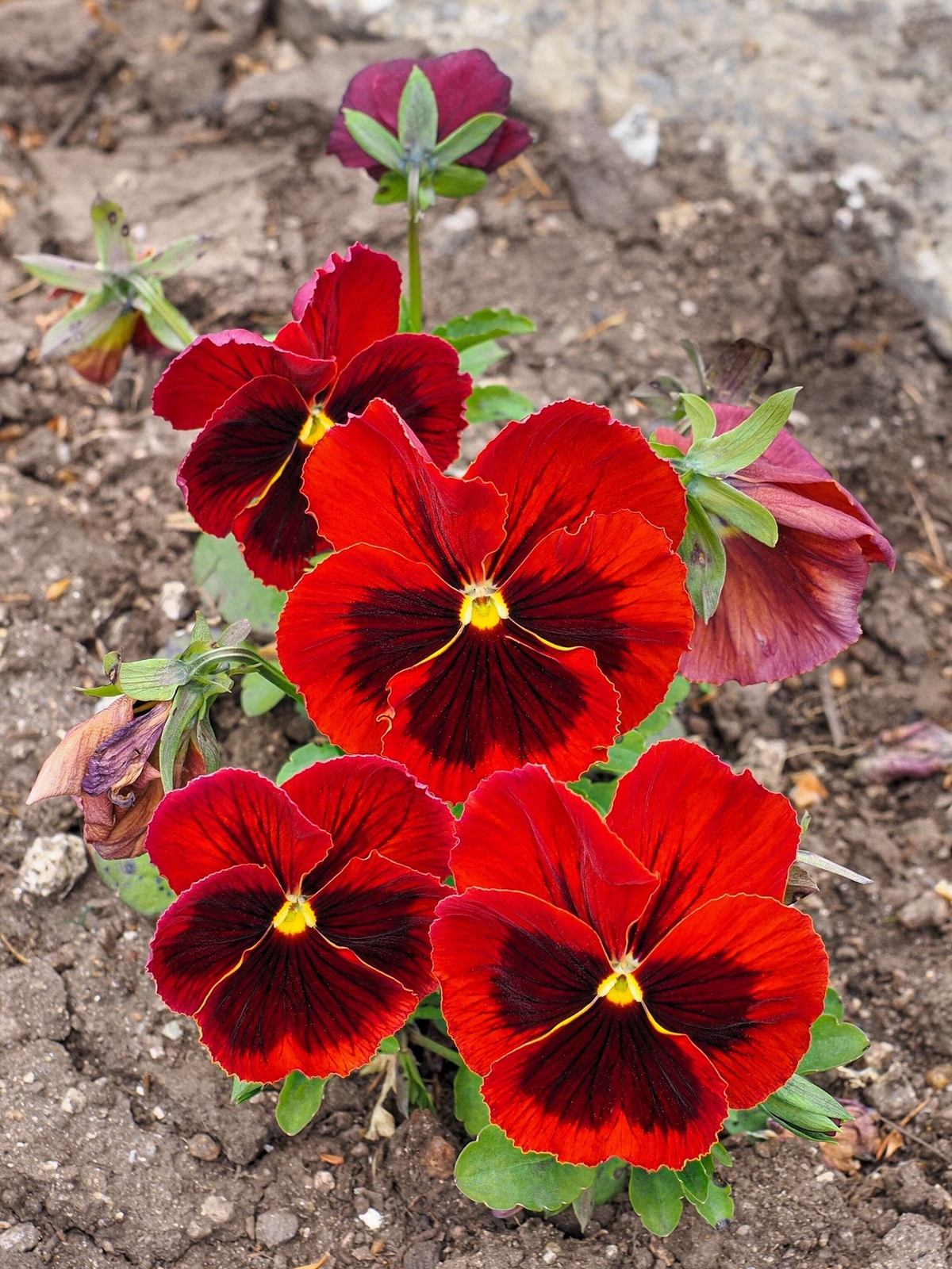 50 RED & BROWN PANSY Swiss Giant Viola Wittrockiana Violet Flower Seeds *Flat SH