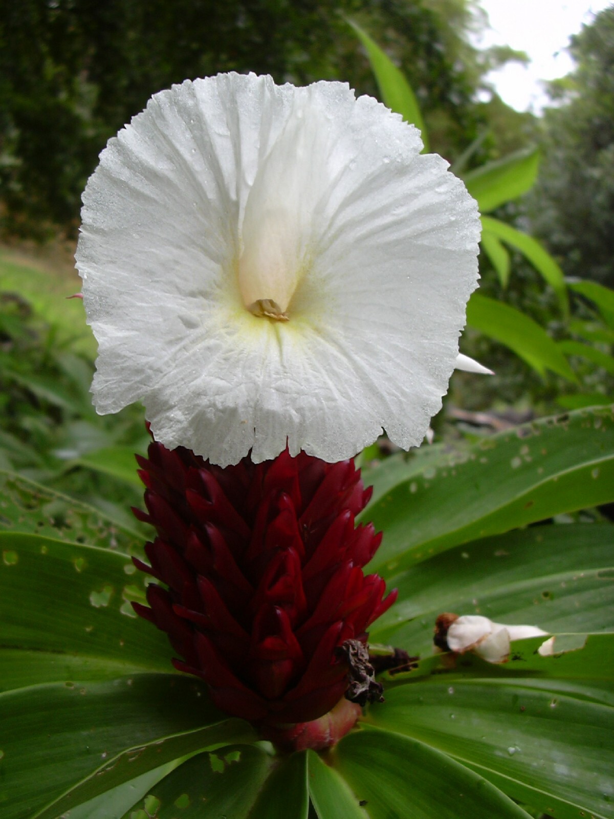Crepe Ginger {Costus Speciosus} Rare Ornate Tropical 5 seeds Free Shipping