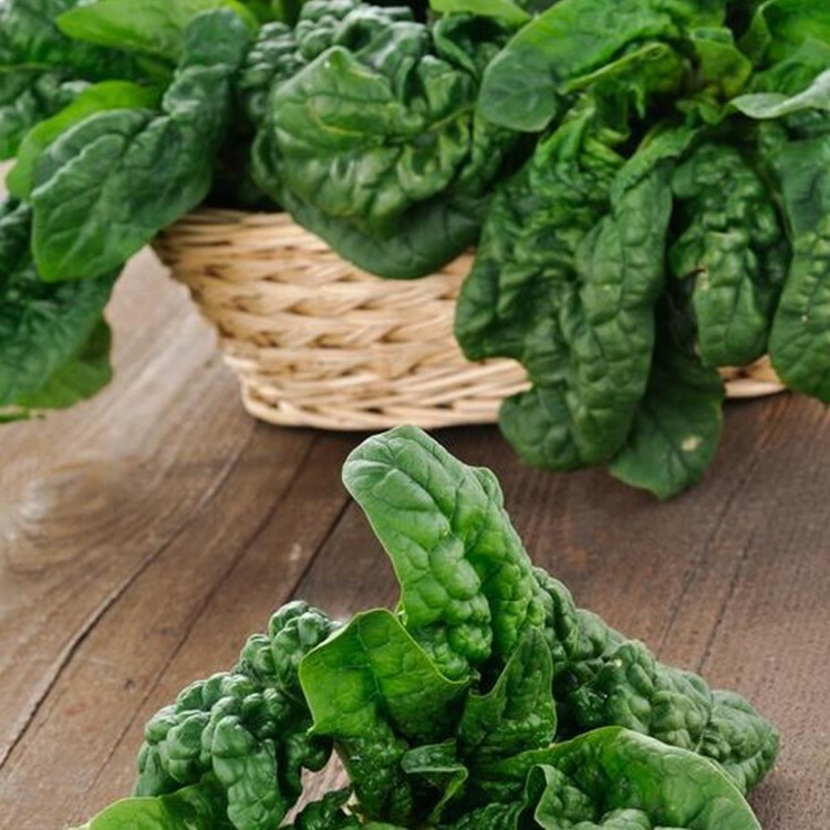 250+ Giant Noble Spinach Seeds Heirloom NON-GMO Fresh Seeds for Your Garden