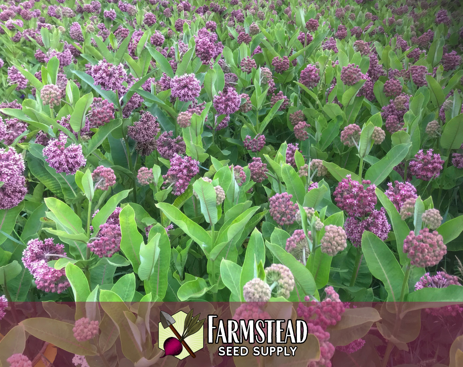 500 COMMON MILKWEED SEEDS [ACLEPIAS SYRIACA] NATIVE MONARCH BUTTERFLY FLOWER USA