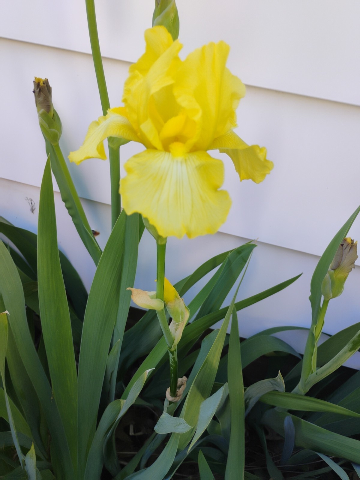 15 Yellow Bearded Iris Rhizomes Tall Heirloom