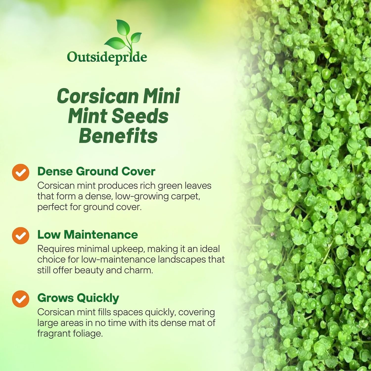 50 Pellets Corsican Mint Seeds For Planting | Ground Cover Plant Seed