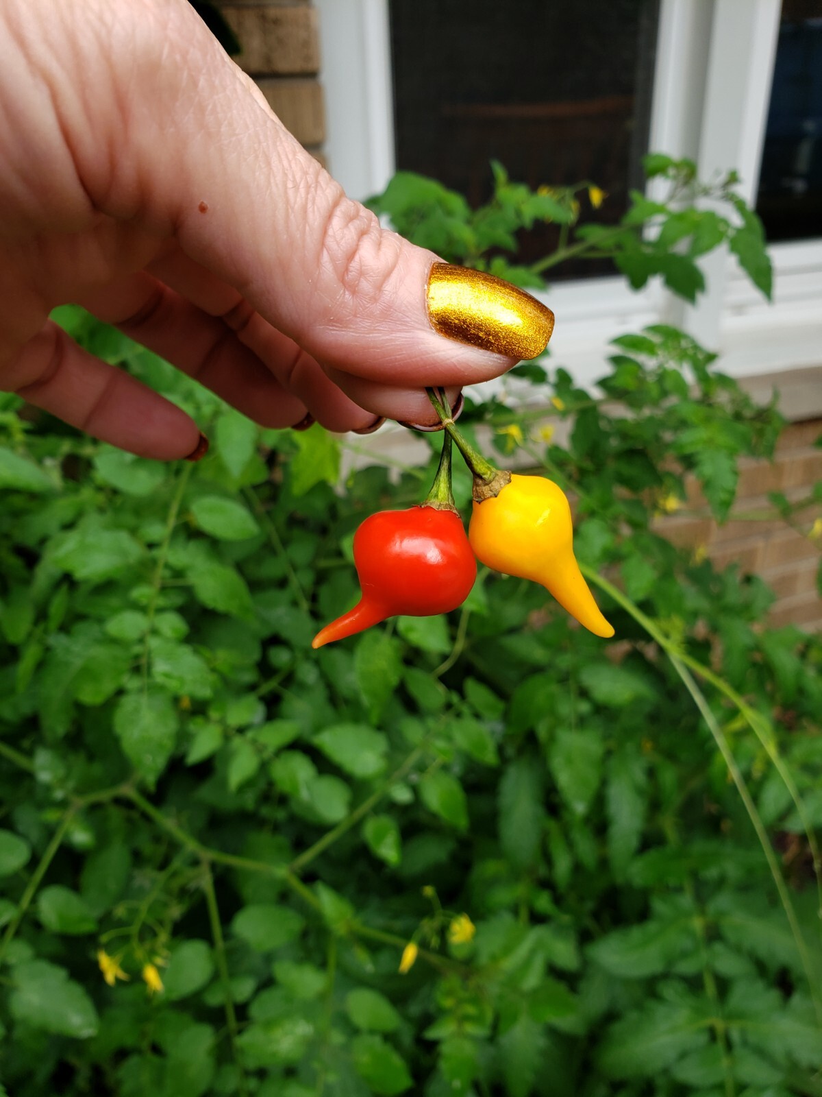 Biquinho Peppers Red & Yellow Organic 10 Count *Free Shipping*